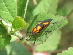 Oncopeltus varicolor varicolor