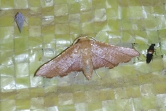 Hypolamprus angulalis