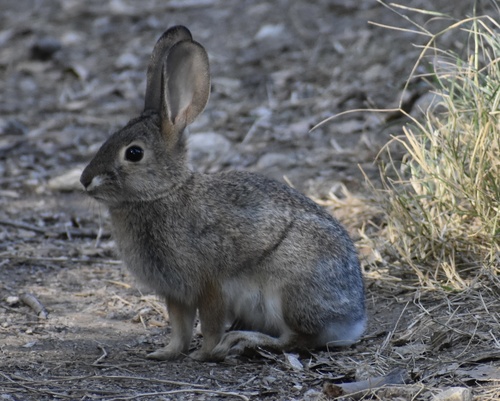 Desert Cottontail, photo 8 of 9