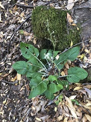 Adenocaulon chilense