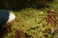 Austraeolis stearnsi