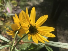 Helianthus verticillatus