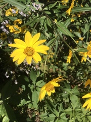 Helianthus verticillatus
