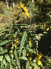 Helianthus verticillatus