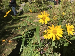 Helianthus verticillatus