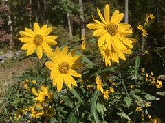 Helianthus verticillatus