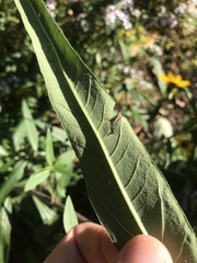 Helianthus verticillatus