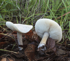 Melanoleuca lewisii