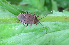 Urochela quadrinotata