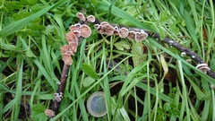 Crepidotus cesatii