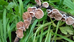 Crepidotus cesatii