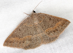 Nearcha tristificata