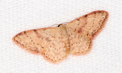 Idaea halmaea