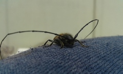 Neocrossidius trivittatus