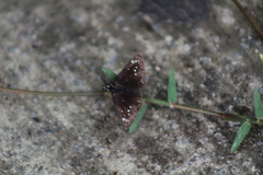 Pholisora