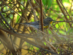 Setophaga coronata auduboni
