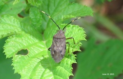 Urochela tunglingensis