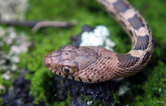 Pituophis deppei deppei