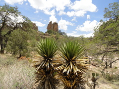 Yucca decipiens