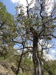 Arbutus arizonica