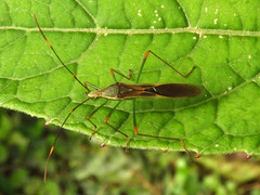 Leptocorisini