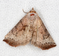 Mataeomera mesotaenia