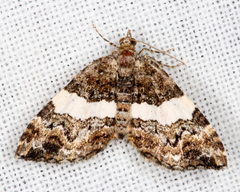 Chrysolarentia phaedra