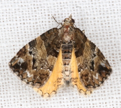 Chrysolarentia phaedra