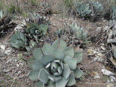 Agave flexispina