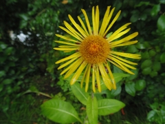 Inula helenium