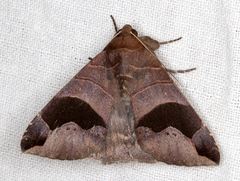 Bastilla solomonensis