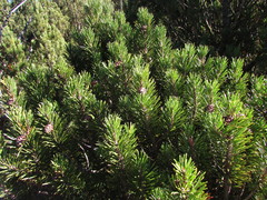 Pinus uncinata uliginosa
