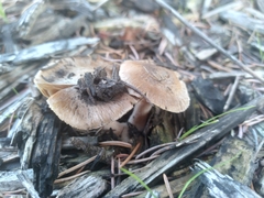 Fungi