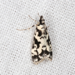 Eudonia aphrodes