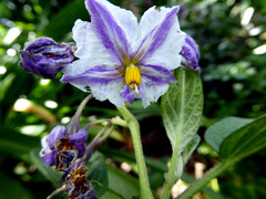 Solanum muricatum