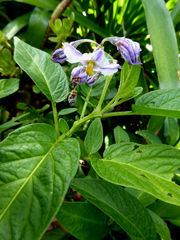 Solanum muricatum