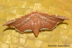 Hypolamprus angulalis