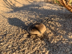 Melanoleuca cinereifolia