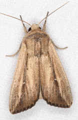 Leucania stenographa