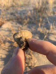 Melanoleuca cinereifolia