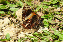 Hypanartia godmanii