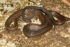 Hebius