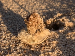 Melanoleuca cinereifolia