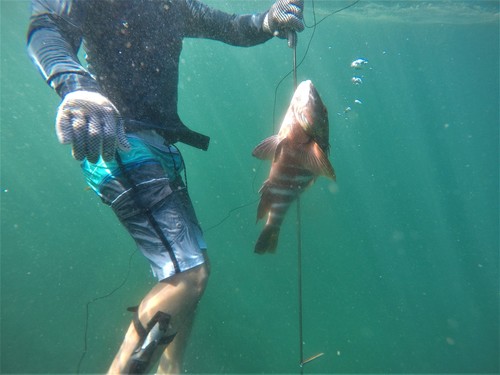Barred pargo (Hoplopagrus guentherii) — Lutjanidae — 3
