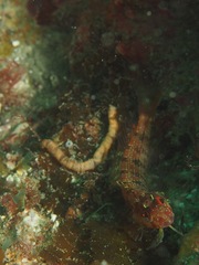 Alloclinus holderi