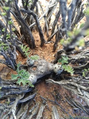 Pelargonium crithmifolium