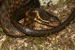 Hebius