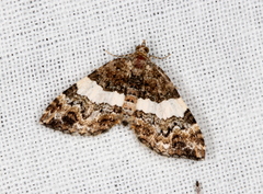 Chrysolarentia phaedra