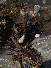 Micrelenchus purpureus