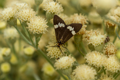 Australian Magpie Moth
